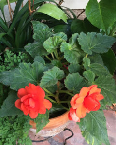 Read more about the article Fodder for rumination Part 1