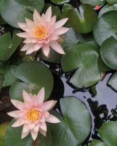 Read more about the article Fodder for rumination Part 2