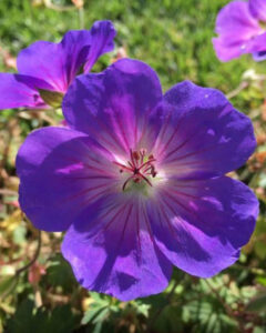 Read more about the article Fodder for rumination Part 3